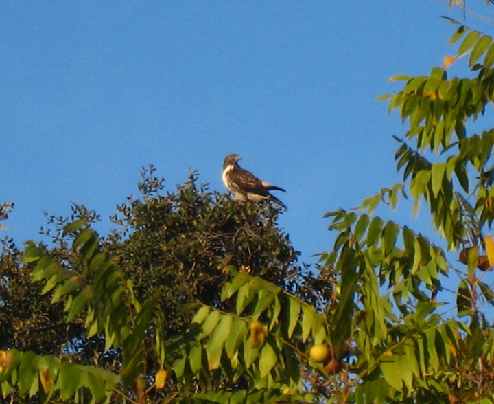 Sentinel in the tree