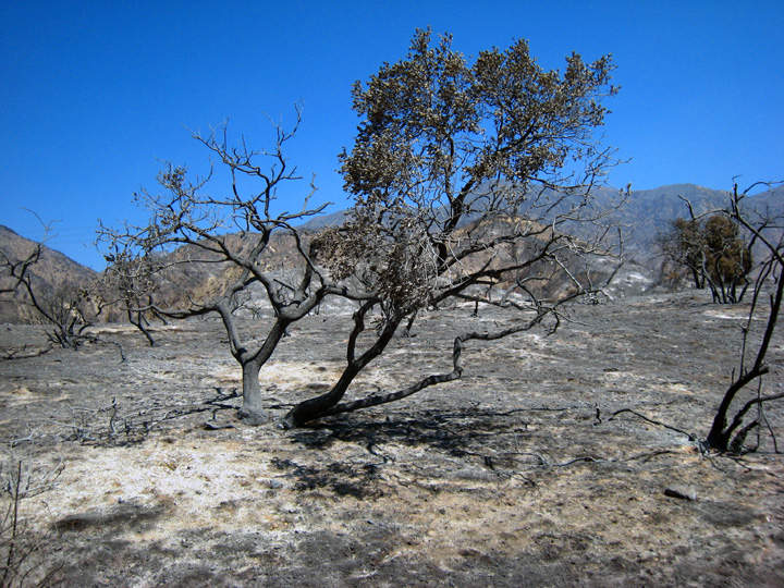 Survibing manzanita on Lower Brown mtn