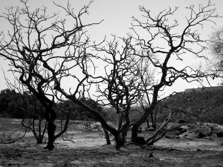 More manzanita on a scorched hillside